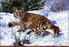 Panthera 0280 John Banovich  My Three Sons