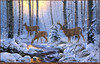Panthera 0285 Derk Hansen Winter Sunrise