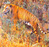 Tiger (Panthera tigris)