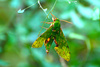 Verdant sphinx moth (Euchloron megaera)