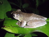 An Amphibian (Mondulkiri)