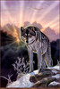 Panthera 0310 Rick Kelley Dawns Early Light