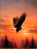 Panthera 0340 Tok Hwang  Bald Eagle in Flight