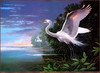 Panthera 0350 Les Didier White Egrets at Pelican Bay