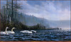 Panthera 0384 Don Kloetzke Swan Lake