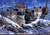 Panthera 0399 Tom Antonishak The Predators