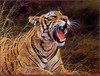 Panthera 0397 Alan M. Hunt Roar of the Jungle