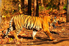 Tiger (Panthera tigris)
