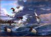 Panthera 0457 Terry Doughty Canvasback Memories