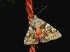Light crimson underwing moth (Catocala promissa)