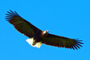 Madagascar fish eagle (Haliaeetus vociferoides)