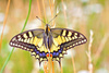 European Swallowtail (Papilio machaon)