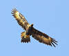 Wedge-tailed Eagle (Aquila audax)