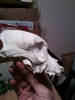 wierd skull from forest