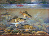 Panthera 0509 Scott Zoellick Fishermans Gold