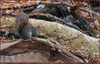 Panthera 0514 John Mullane Uptown Squirrel