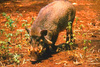 Javan warty pig (Sus verrucosus)