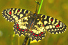 Spanish Festoon (Zerynthia rumina)