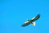 Steller's Sea Eagle (Haliaeetus pelagicus)