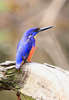 Azure Kingfisher (Alcedo azurea)