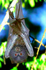 Blyth's flying fox (Pteropus melanotus)
