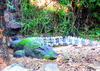 Siamese Crocodile (Crocodylus siamensis)