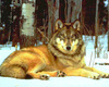 Grey Wolf (Canis lupus)