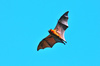 Madagascan flying fox (Pteropus rufus)
