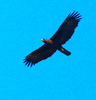 Wahlberg's Eagle (Aquila wahlbergi)