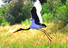 Saddle-billed Stork (Ephippiorhynchus senegalensis)