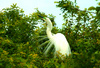 Great white egret (Egretta alba)