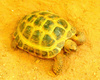 Egyptian tortoise (Testudo kleinmanni)
