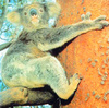 Koala (Phascolarctos cinereus)