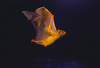 Egyptian rousette (Rousettus aegyptiacus)