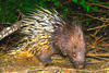 Malayan porcupine (Hystrix brachyura)