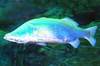 Barramundi (Lates calcarifer)