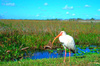 White ibis (Eudocimus albus)