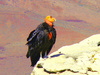 California Condor (Gymnogyps californianus)