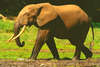 Forest elephant (Loxodonta cyclotis)