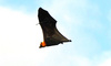 Seychelles flying fox (Pteropus seychellensis)