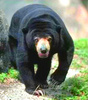 Sun Bear