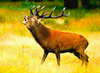 Red deer (Cervus elaphus)