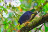 Zigzag Heron (Zebrilus undulatus)