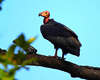 Red-headed vulture (Sarcogyps calvus)