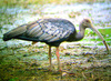 Giant Ibis (Thaumatibis gigantea)