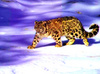 Snow leopard