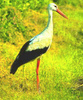 White stork (Ciconia ciconia)