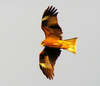 Black kite (Milvus migrans)