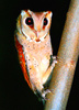 Oriental bay owl (Phodilus badius)