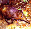 Golden-rumped elephant-shrew (Rhynchocyon chrysopygus)